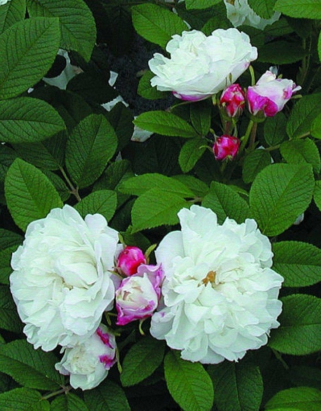 Роза кустовая Луиза Багнет 